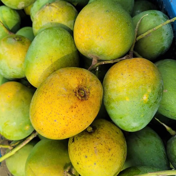 সাতক্ষীরার আম, বিশেষ করে বিশ্বখ্যাত হিমসাগর