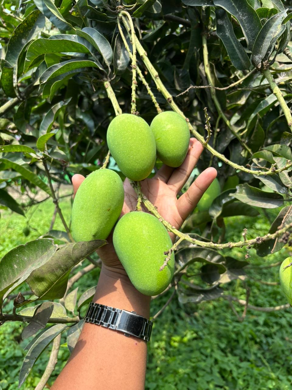 কাঁচামিঠা আম – Kachamitha Mango